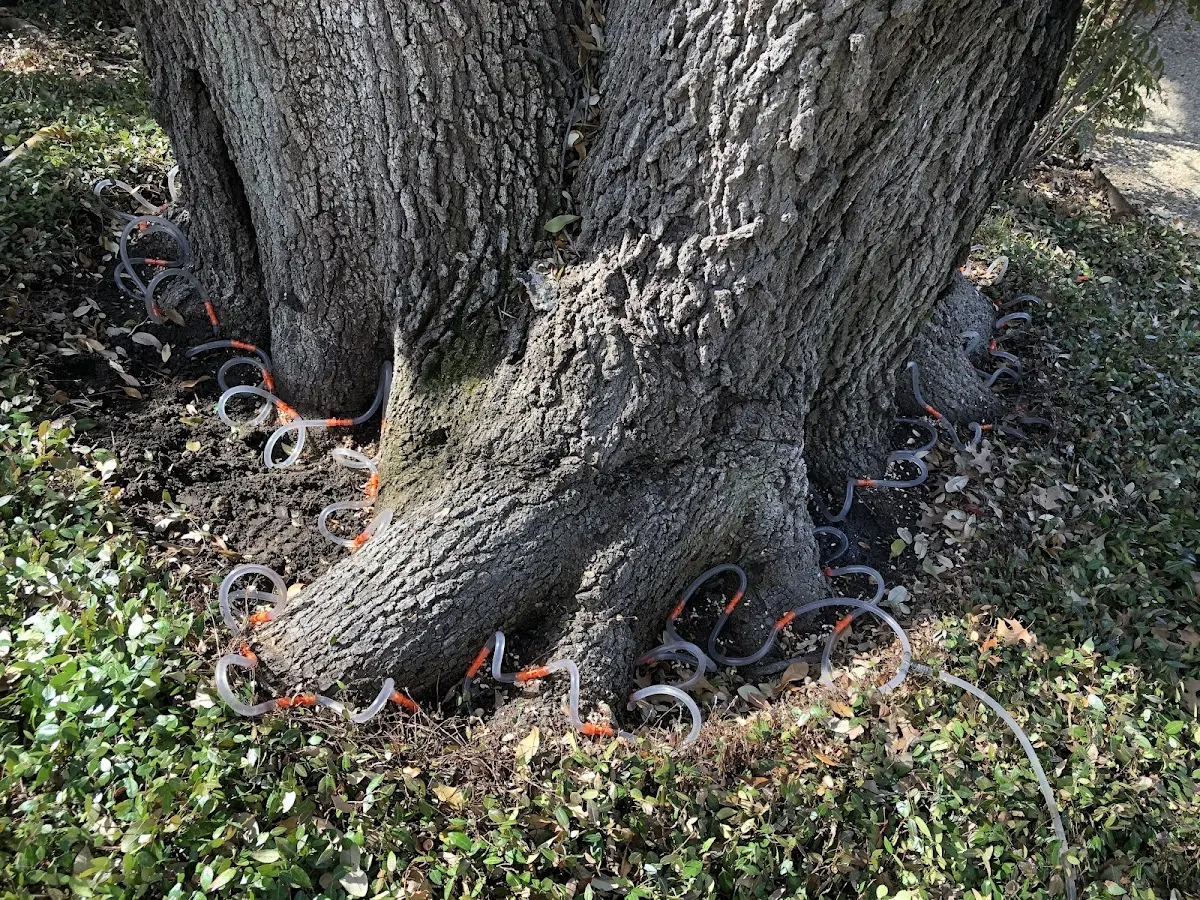 Detailed Tree Cabling and Bracing job site in Langley