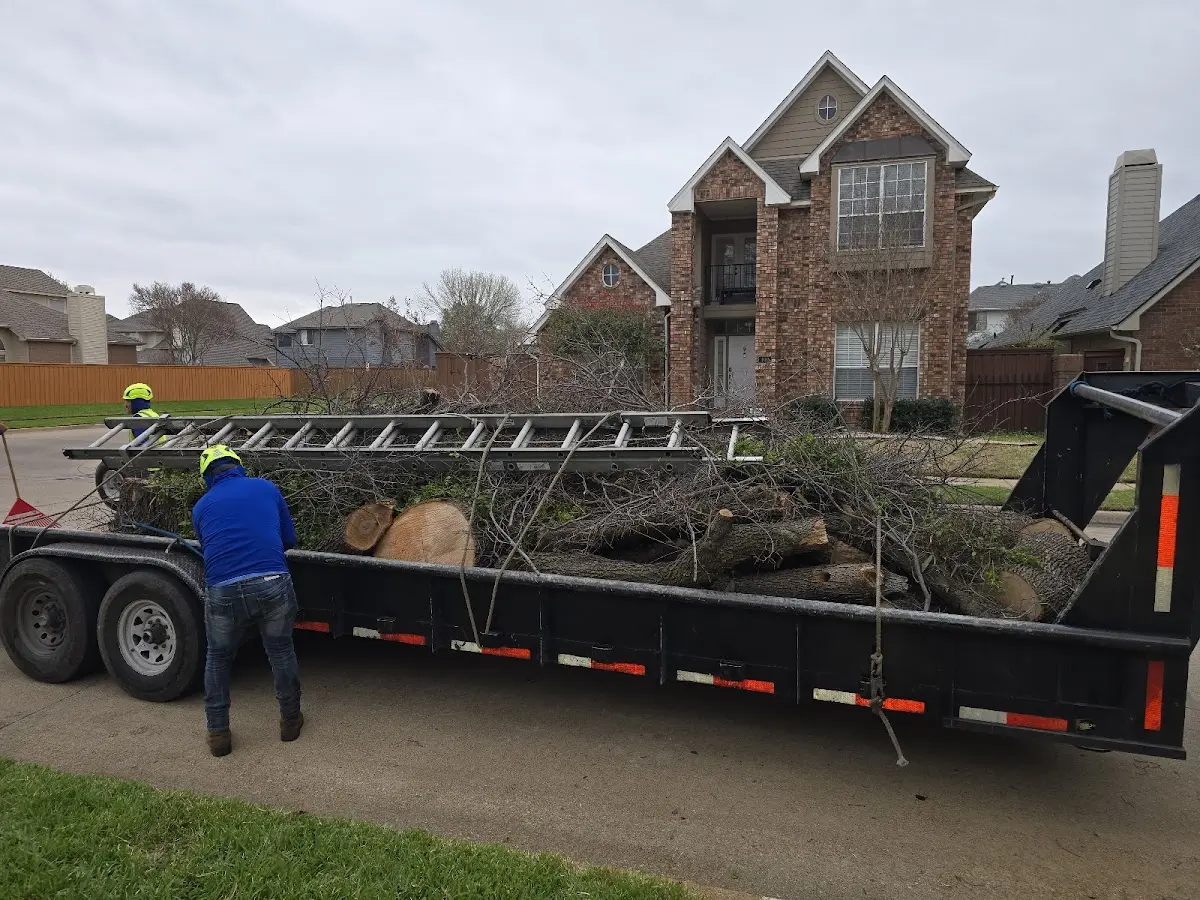 Expert Tree Removal with proper safety equipment in Langley